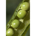 An Opened Green Pea Pod - Alberta - Canada Poster Print - 26 x 40 - Large