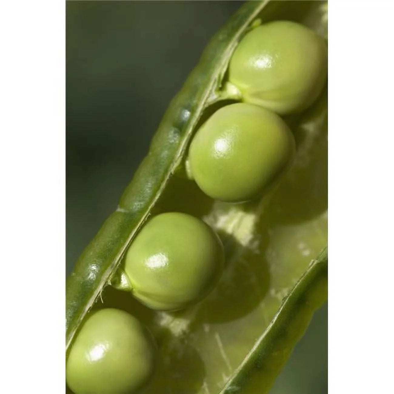 An Opened Green Pea Pod - Alberta - Canada Poster Print - 26 x 40 - Large