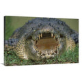 24 x 36 in. Saltwater Crocodile or Estuarine Crocodile with Open Mouth, Northern Australia Art Print - Jean-Paul Ferrero