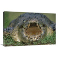 20 x 30 in. Saltwater Crocodile or Estuarine Crocodile with Open Mouth, Northern Australia Art Print - Jean-Paul Ferrero