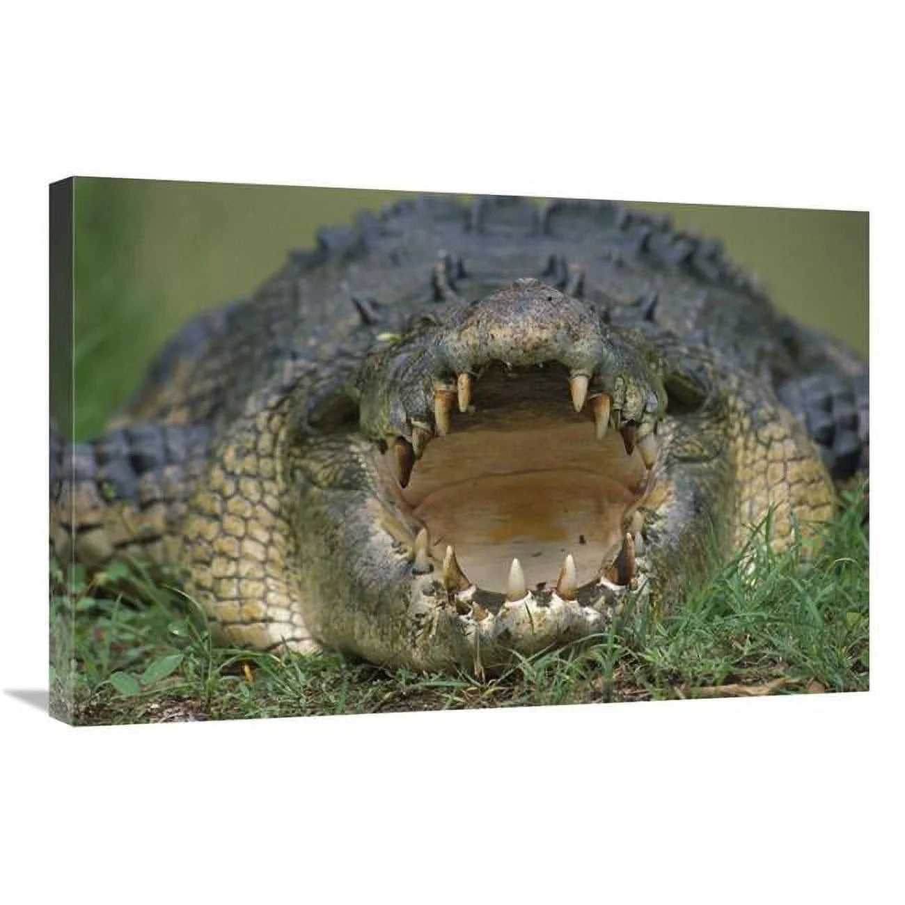 20 x 30 in. Saltwater Crocodile or Estuarine Crocodile with Open Mouth, Northern Australia Art Print - Jean-Paul Ferrero