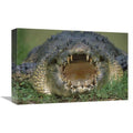 12 x 18 in. Saltwater Crocodile or Estuarine Crocodile with Open Mouth, Northern Australia Art Print - Jean-Paul Ferrero