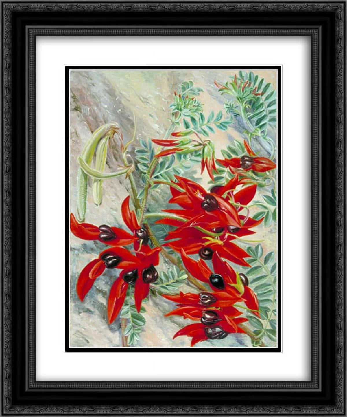 Marianne North 2x Matted 20x24 Black Ornate Framed Art Print 'The Australian Parrot Flower'