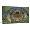 16 x 24 in. Saltwater Crocodile or Estuarine Crocodile with Open Mouth, Northern Australia Art Print - Jean-Paul Ferrero