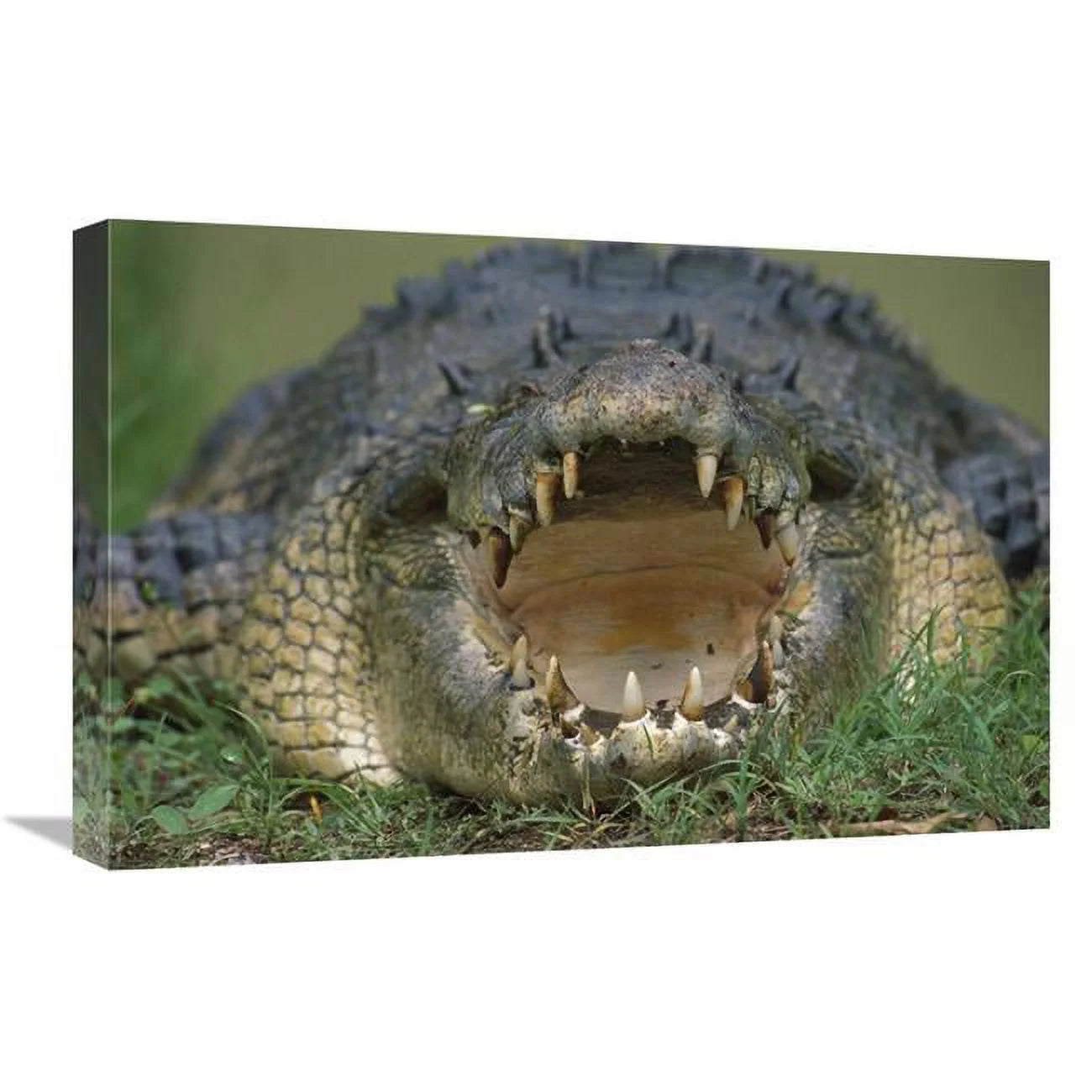 16 x 24 in. Saltwater Crocodile or Estuarine Crocodile with Open Mouth, Northern Australia Art Print - Jean-Paul Ferrero