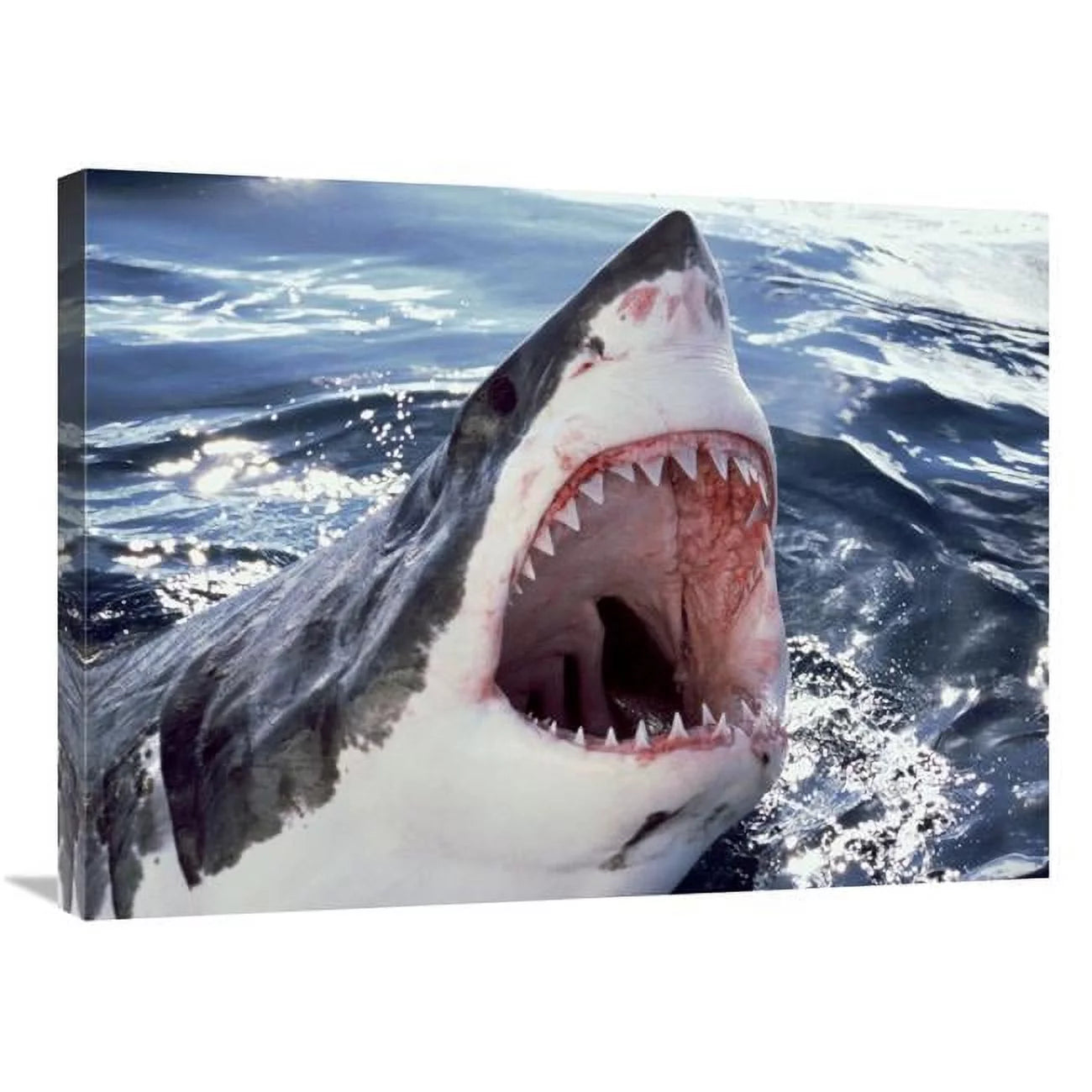 24 x 32 in. Great White Shark At Surface with Open Mouth, Neptune Islands, Australia. Digitally Enhanced Art Print - Mike Parry