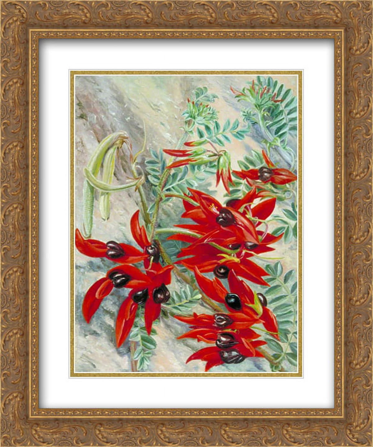 Marianne North 2x Matted 20x24 Gold Ornate Framed Art Print 'The Australian Parrot Flower'