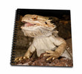 3dRose Bearded Dragon lizard, Native to Australia - NA02 DNO0680 - David Northcott - Drawing Book, 8 by 8-inch