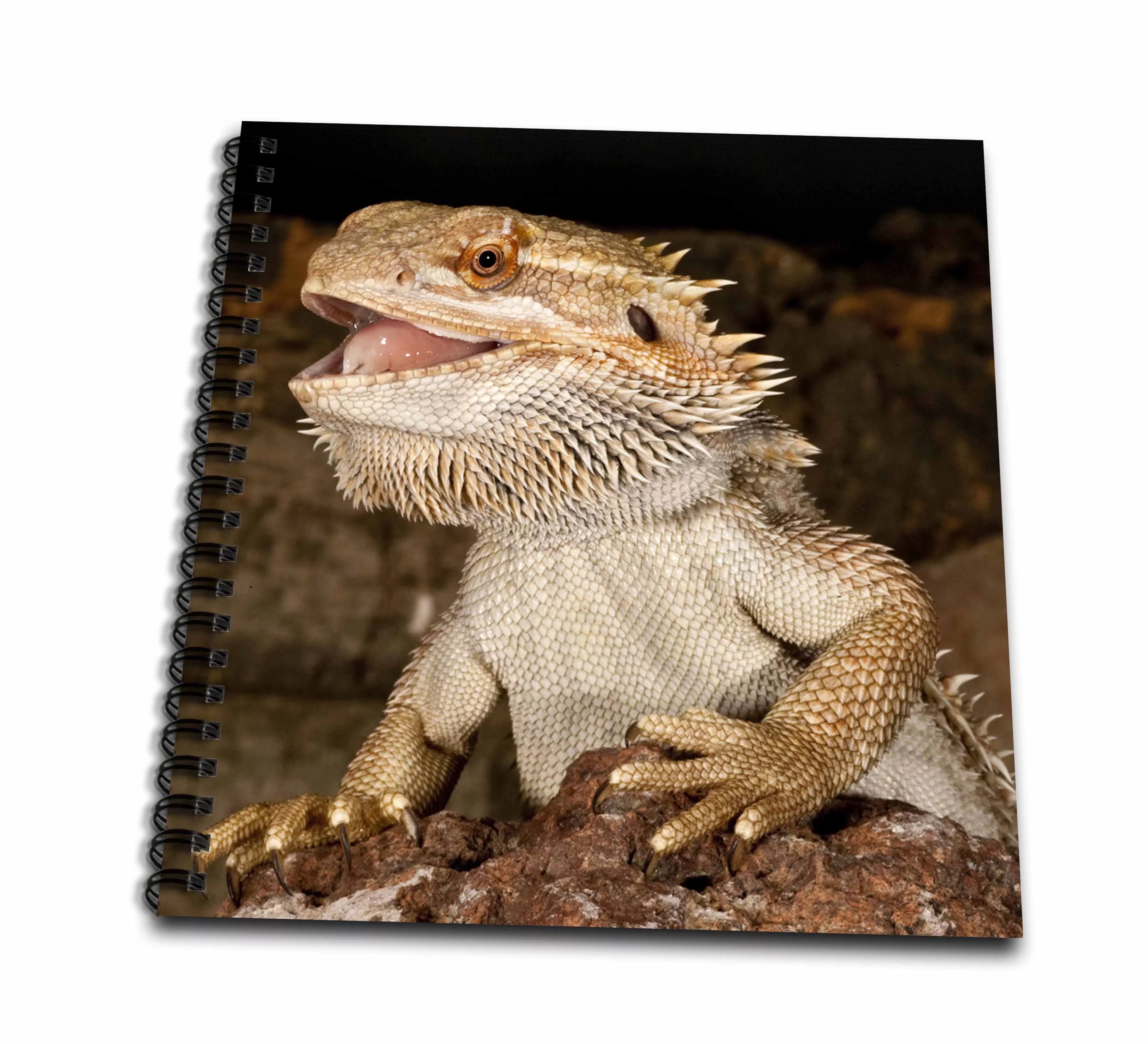 3dRose Bearded Dragon lizard, Native to Australia - NA02 DNO0680 - David Northcott - Drawing Book, 8 by 8-inch